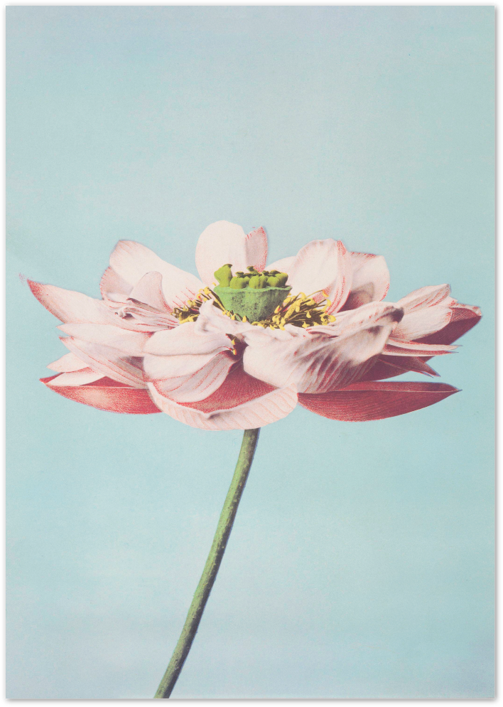 Posterux© | Pastel Bloom Poster – Soft Botanical Photography Print